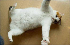 Cat Hug from Feline Film Fest