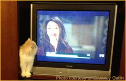 Atlanta Feline Film Festival