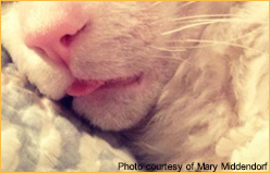 Atlanta Cat Film Festival