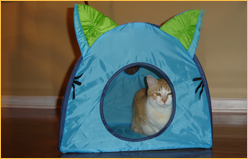 Feline Film Festival Atlanta