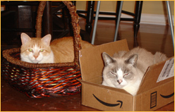 Atlanta Cat Film Festival