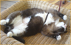 Feline Film Festival Atlanta