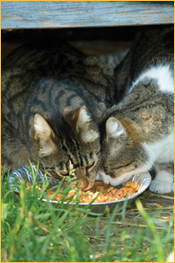 Catlanta Feral Cat Program