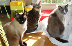 Cat Video Festival Atlanta